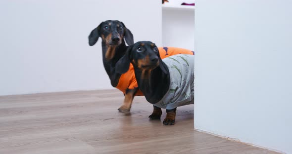 Owner Called Beloved Dogs and Two Funny Dachshunds in Colorful Tshirts Obediently Ran Coming Around