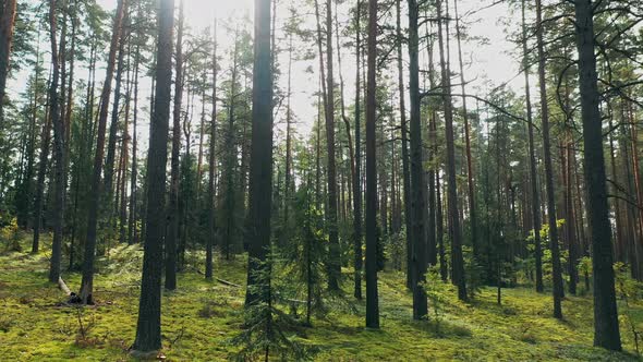 Tranquil Flight Motion Through Wild Autumn Forest alt