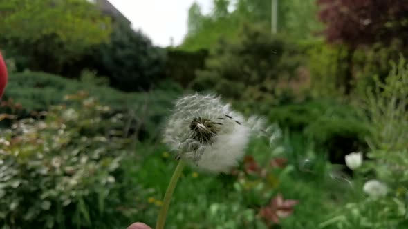 Amazing Macro Shot of Dandelion Being Blown in Super Slow Motion in Garden alt