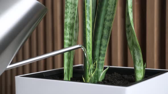 Girl Watering a Houseplant in White Pot with Water. Wooden Wall on Background.