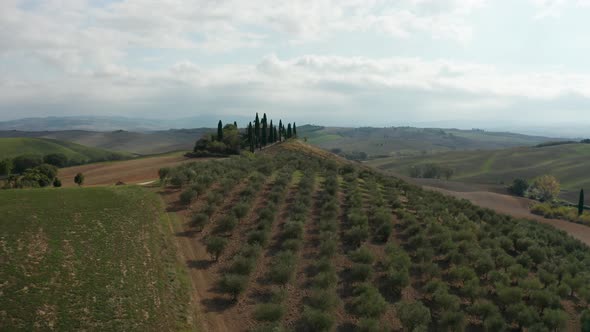 Aerial View of a Rural Landscape in Tuscany. Rural Farm, Vineyards, Cypress Trees, Sunlight and