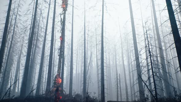 A Misty Dark Forest