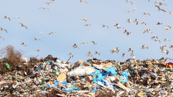 Birds Closeup Flying Over the Trash Can alt