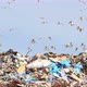 Birds Closeup Flying Over the Trash Can - VideoHive Item for Sale