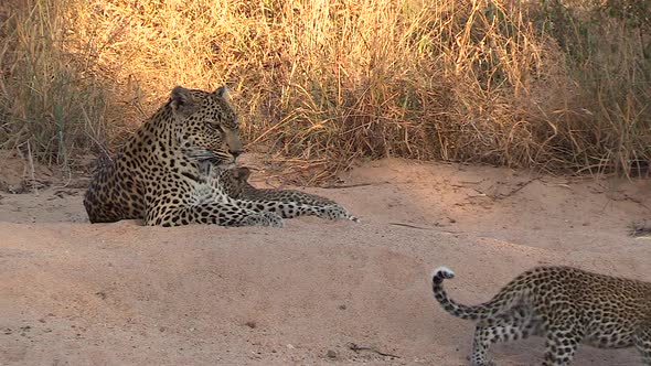 Leopard cub walks away from adult female on sandy ground, zoom out alt