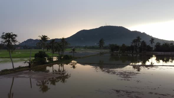 Aerial sliding over coconut tree in water paddy field. alt