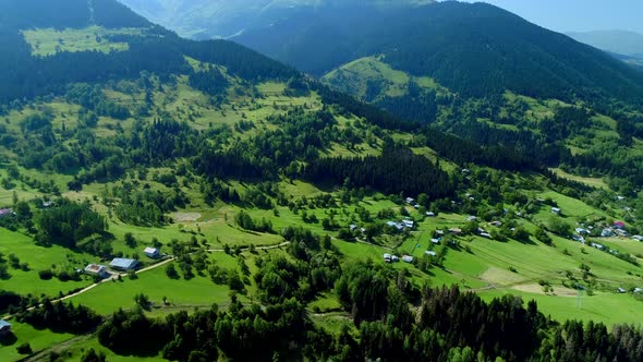 Aerial View of Pine Trees Forest