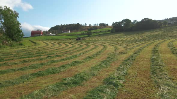 Rows of cut-down fodder ready to be collected for silage production, low aerial alt