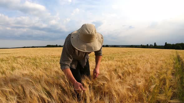 Male Agronomist Walking Among Ripe Wheat Meadow and Examining Cereal Ears of Crop alt