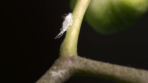 Mealybug on Orchid Branch