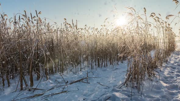 Snow Falling Nature Forest Trees Landscape on White Sunny Winter Day Mood alt