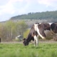 Milk Cows Grazing on Green Farm Pasture on Summer Day - VideoHive Item for Sale