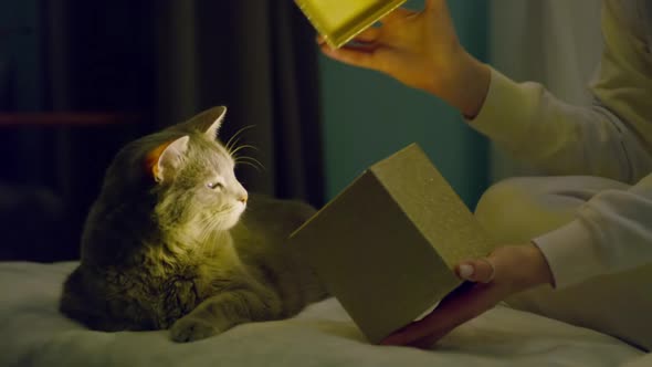 Cute Funny Grey Cat with Bright Green Eyes on Dark Background with Copy Space 8K alt