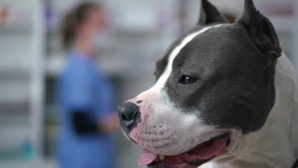 Side View Headshot of Calm Obedient Dog in Veterinary Clinic with Blurred Women Talking at alt