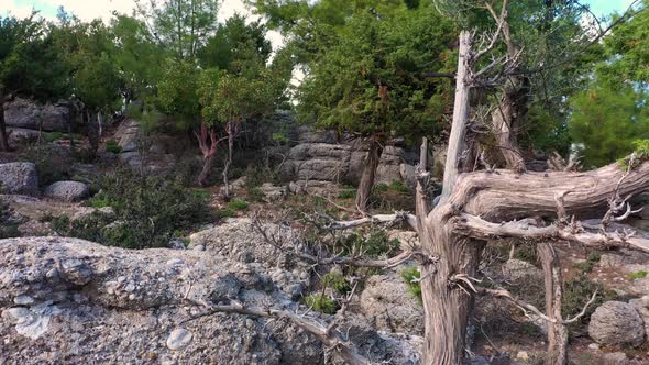 Beautiful Coniferous Trees Growing on Mountains Slope on a Summer Day alt