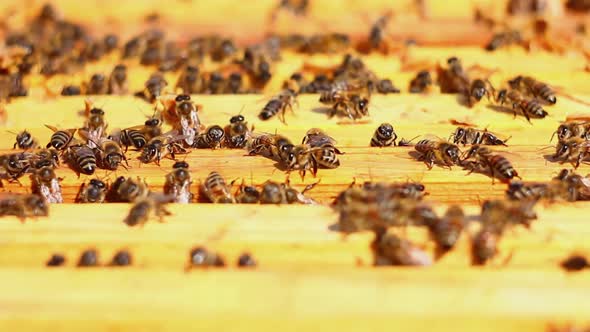 Honey Bees Crawling on a Wooden Frame Closeup in Sunny Summer Weather alt