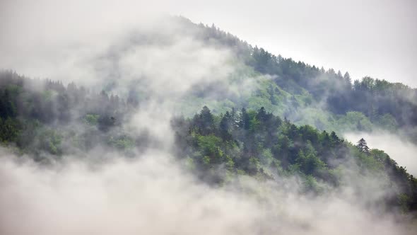 Forest Fog Landscape After the Storm