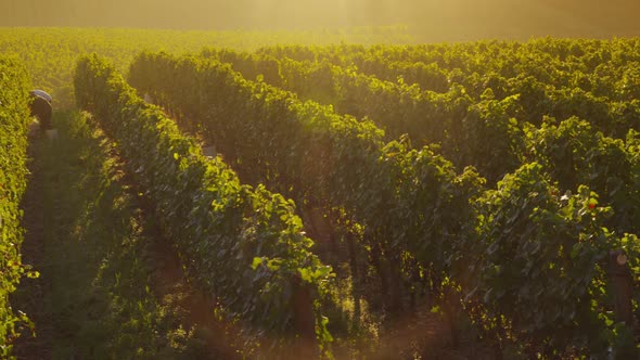 Beautiful vineyard at sunrise, Oregon. Shot on RED EPIC for high quality 4K, UHD, Ultra HD resolutio alt