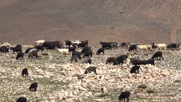 Herd of Scattered Mixed Color Goats Grazing on Mountain Ridge alt