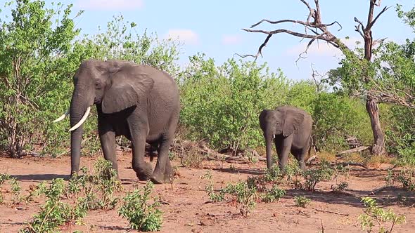 African Bush Elephants walk slowly through the bush on windy Chobe day alt