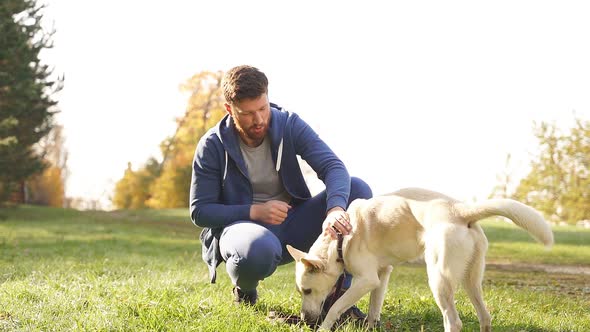 Dog Plays with a Man in a Clearing in the Park During a Walk a Playful Dog Walks on a Sunny Autumn alt