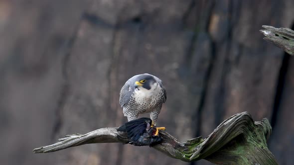 Peregrine Falcon Video Clip alt
