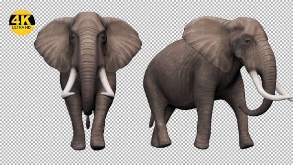 Elephant Running Pack (Pack of 4)
