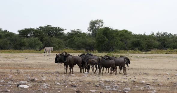 Blue Wildebeest Gnu, Namibia Africa wildlife safari alt