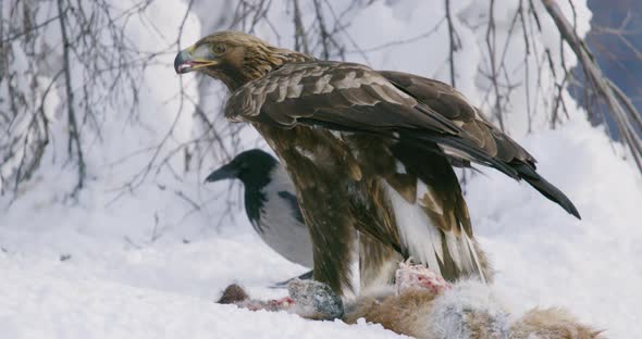Detailed View of Golden Eagle Eating on Dead Fox in the Mountains at Winter