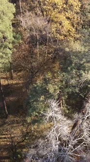 Vertical Video of Forest Landscape in Autumn Slow Motion alt