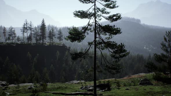 Evergreen Fir Tree and Mountains on a Background on a Sunset After the Rain alt