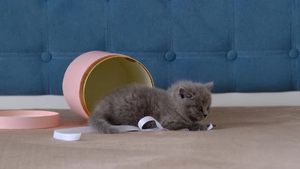 A small, fluffy, grey kitten plays in a pink gift box.