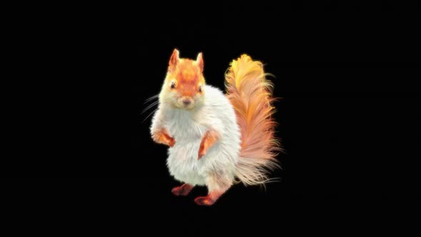 77 White Squirrel Dancing HD alt