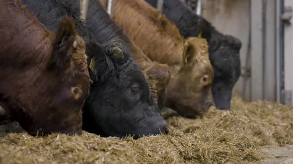 Close up of beef cattle feeding on hay from indoor pens, beef industry alt