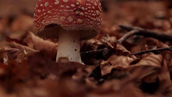 Smooth Pan Up shot of a mushroom while falling leaves in an autumn forest. 4K Pro Res alt
