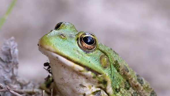 Frog Sits on the Sand Near the River Shore, Portrait of Green Toad alt