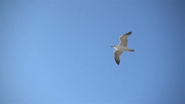 Seagull 6