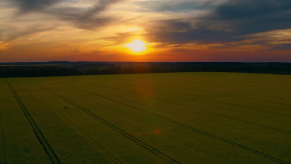 Drone Shot of Beautiful Sunset in Rapeseed Field in Summer alt