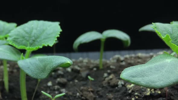 Camera Movement Past the Growing Young Shoots of Cucumber Seedlings, Macro Shooting, Hyper Laps alt
