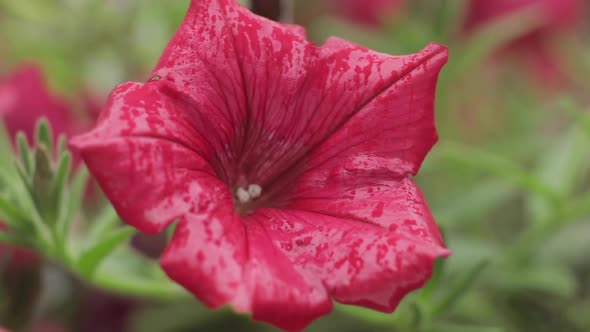 A Beautiful Flower in the Rain