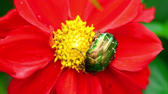 Cetonia Aurata on the Red Dahlia Flower