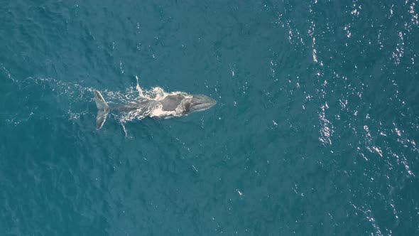 Aerial view of humpback whales. alt