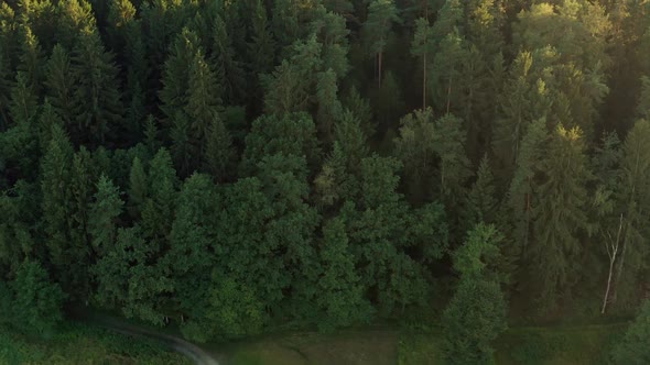 Flight Over Styrian Alpine Forest Durring Day Time. Aerial Footage