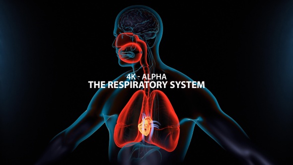 The Respiratory System 4K