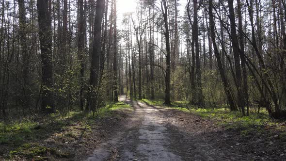 Road in the Forest During the Day Slow Motion alt