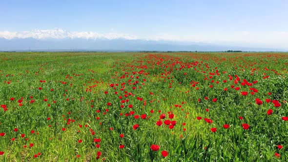 Flight Over a Field of Blooming Red Poppies, Kazakhstan