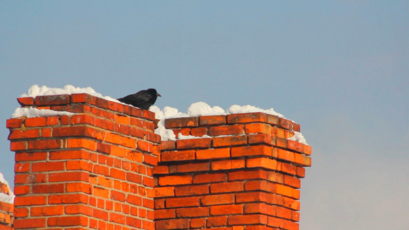 Ravens on Roof 1