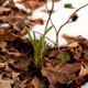Plant In Snow - VideoHive Item for Sale