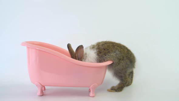Bunnies easter is sitting in a pink bathtub and funny happy animal have white isolated background alt