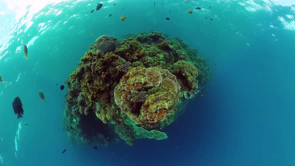 Coral Reef and Tropical Fish alt